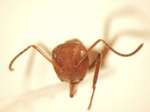 Camponotus 30 frontal
