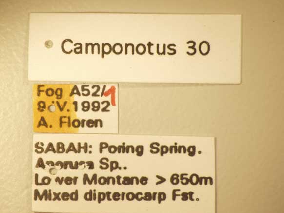 Camponotus 30 Label