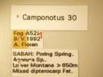 Camponotus 30 Label