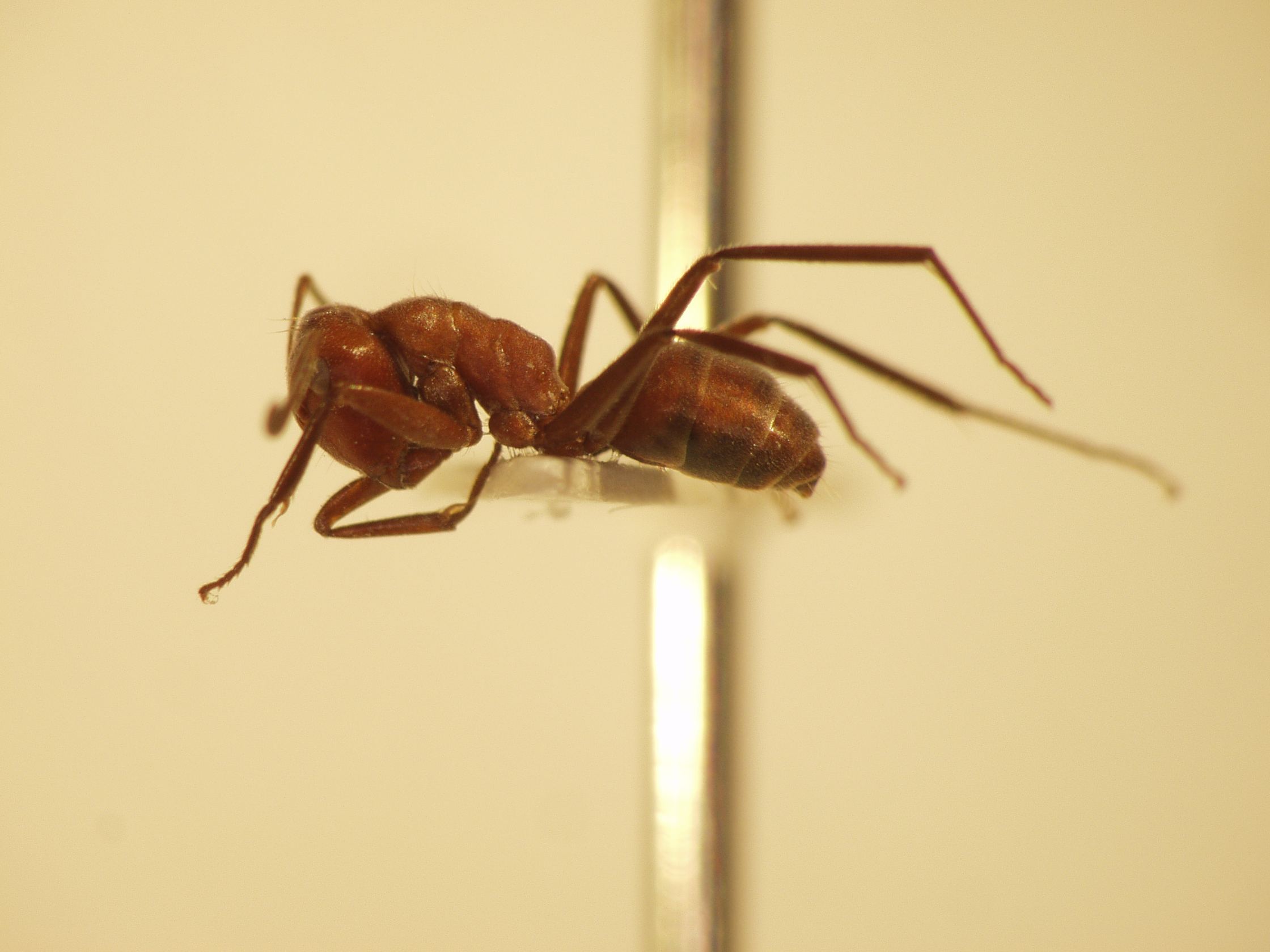 Camponotus 30 lateral