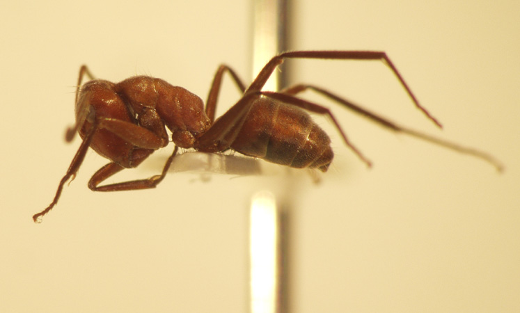 Camponotus 30 lateral
