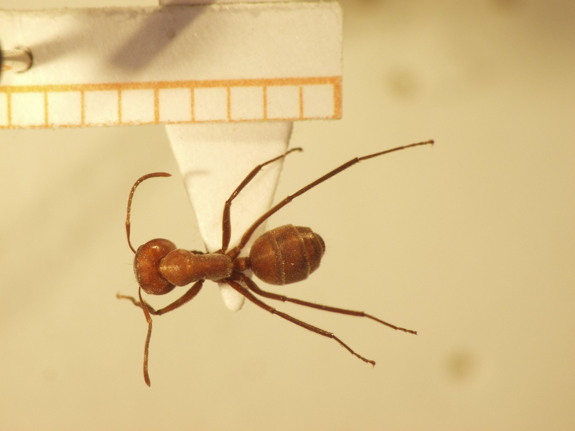 Camponotus 30 dorsal