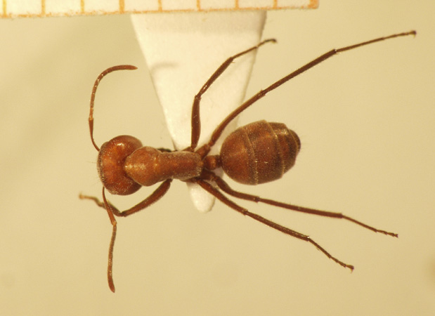 Camponotus 30 dorsal