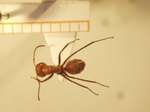 Camponotus 30 dorsal