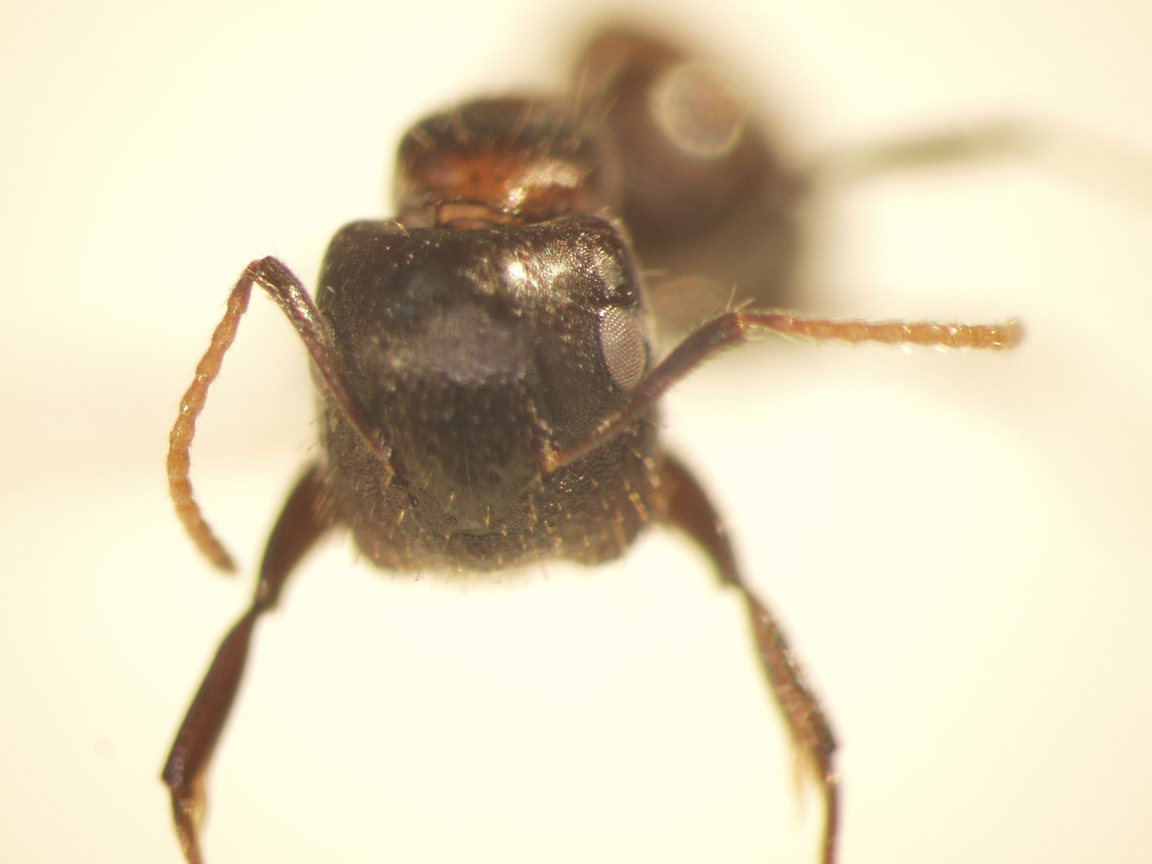 Camponotus 31 frontal