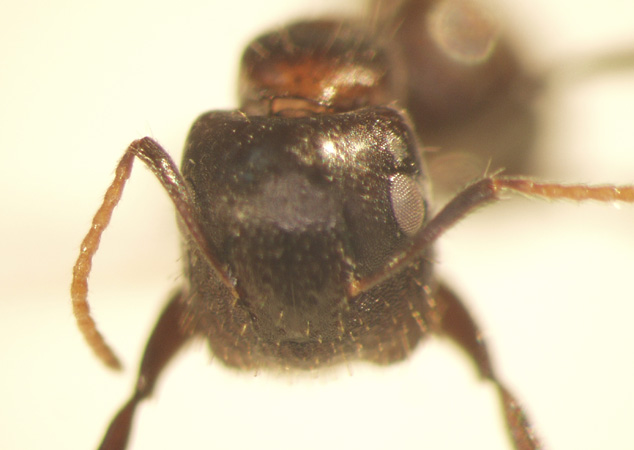 Camponotus 31 frontal