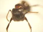 Camponotus 31 frontal
