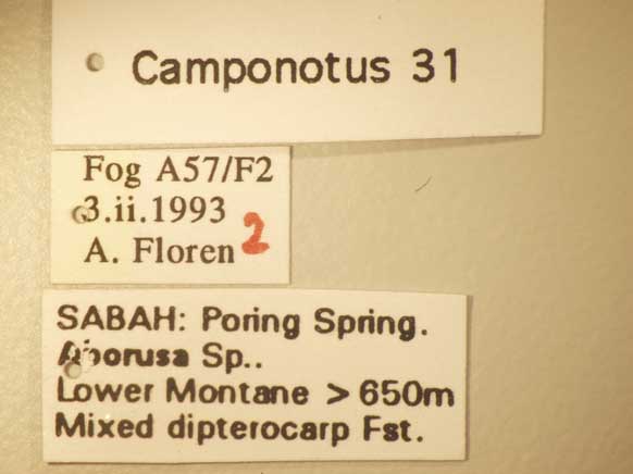 Camponotus 31 Label
