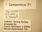 Camponotus 31 Label