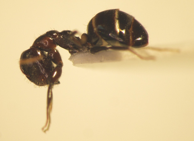Camponotus 31 lateral