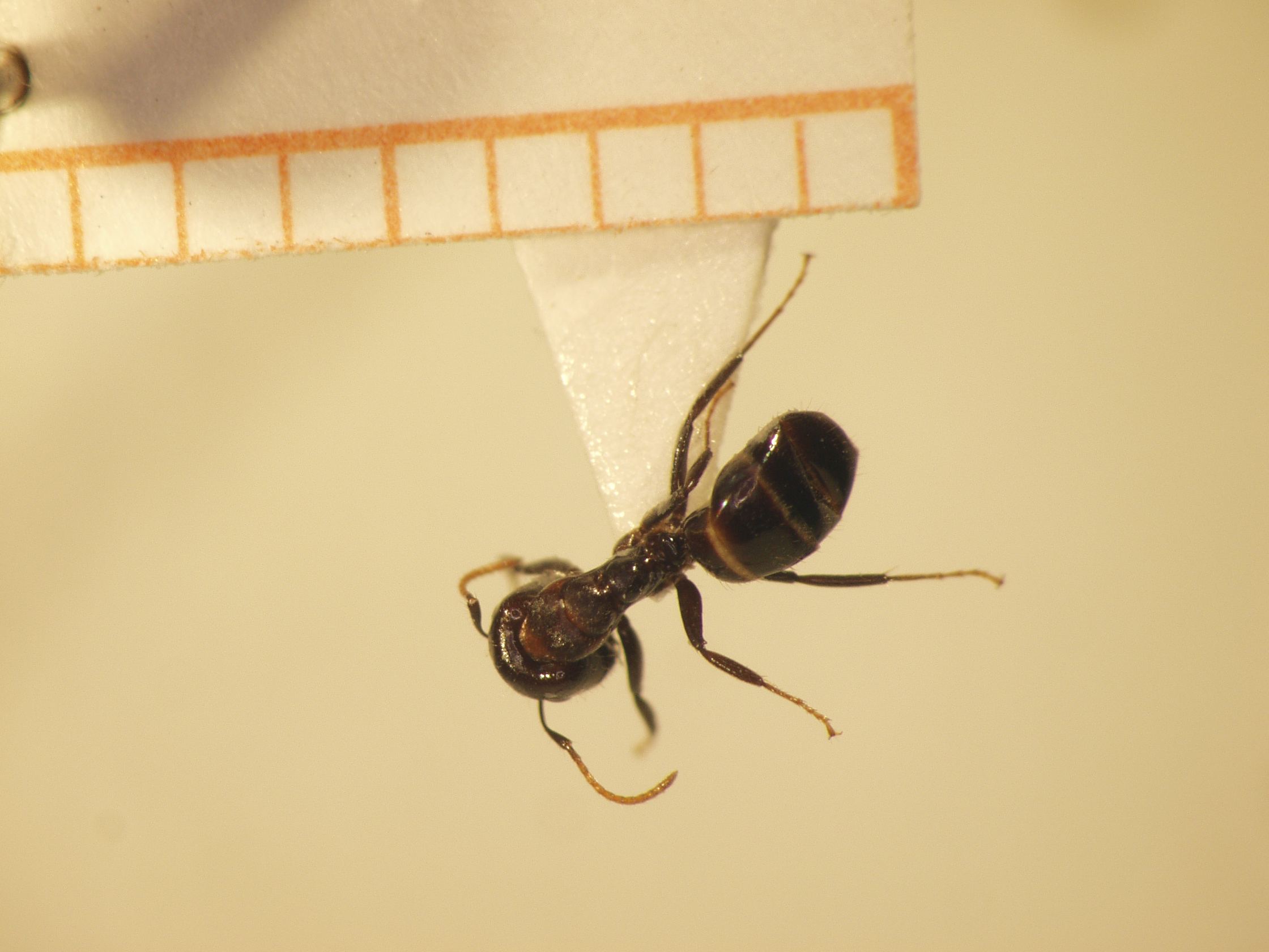 Camponotus 31 dorsal
