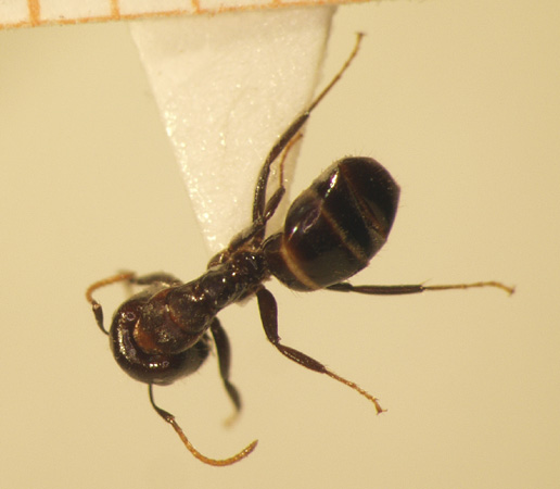Camponotus 31 dorsal