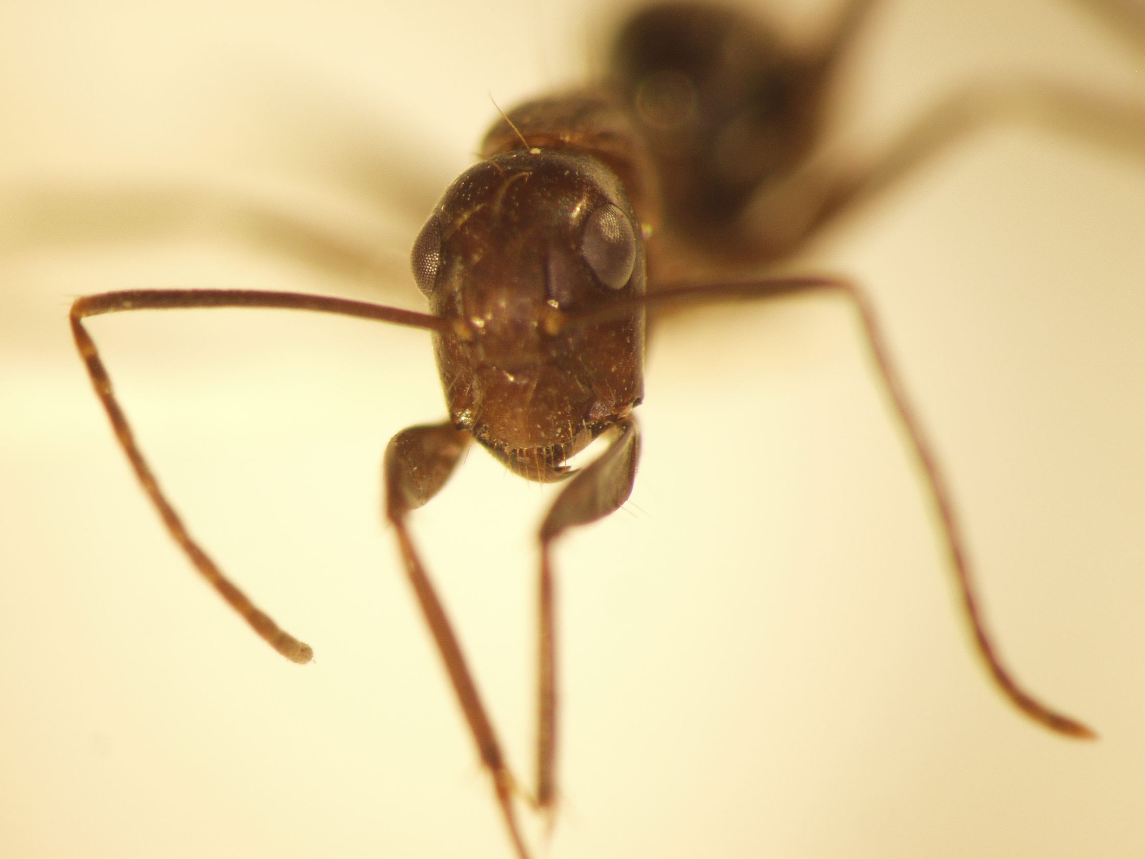 Camponotus 32 frontal