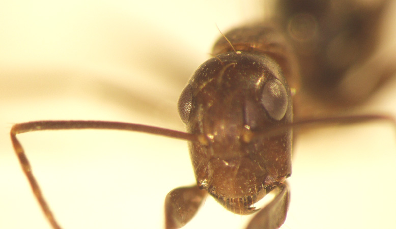 Camponotus 32 frontal