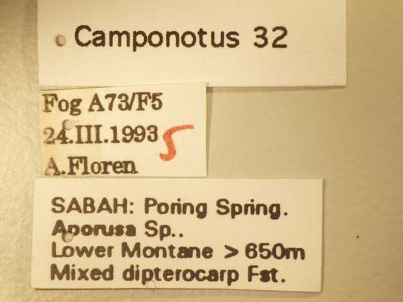Camponotus 32 Label