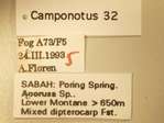 Camponotus 32 Label