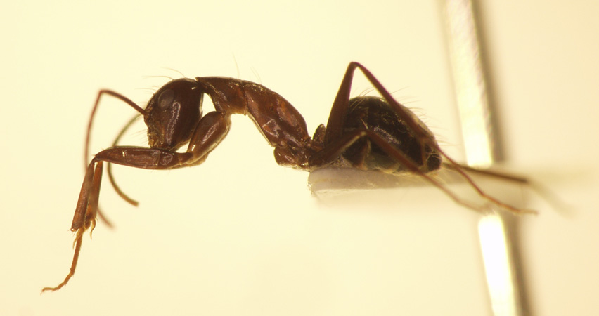 Camponotus 32 lateral
