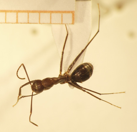 Camponotus 32 dorsal