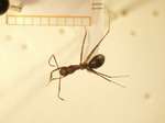 Camponotus 32 dorsal