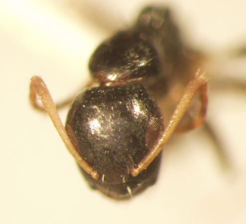 Camponotus 33 frontal