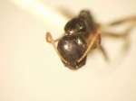 Camponotus 33 frontal