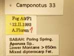 Camponotus 33 Label