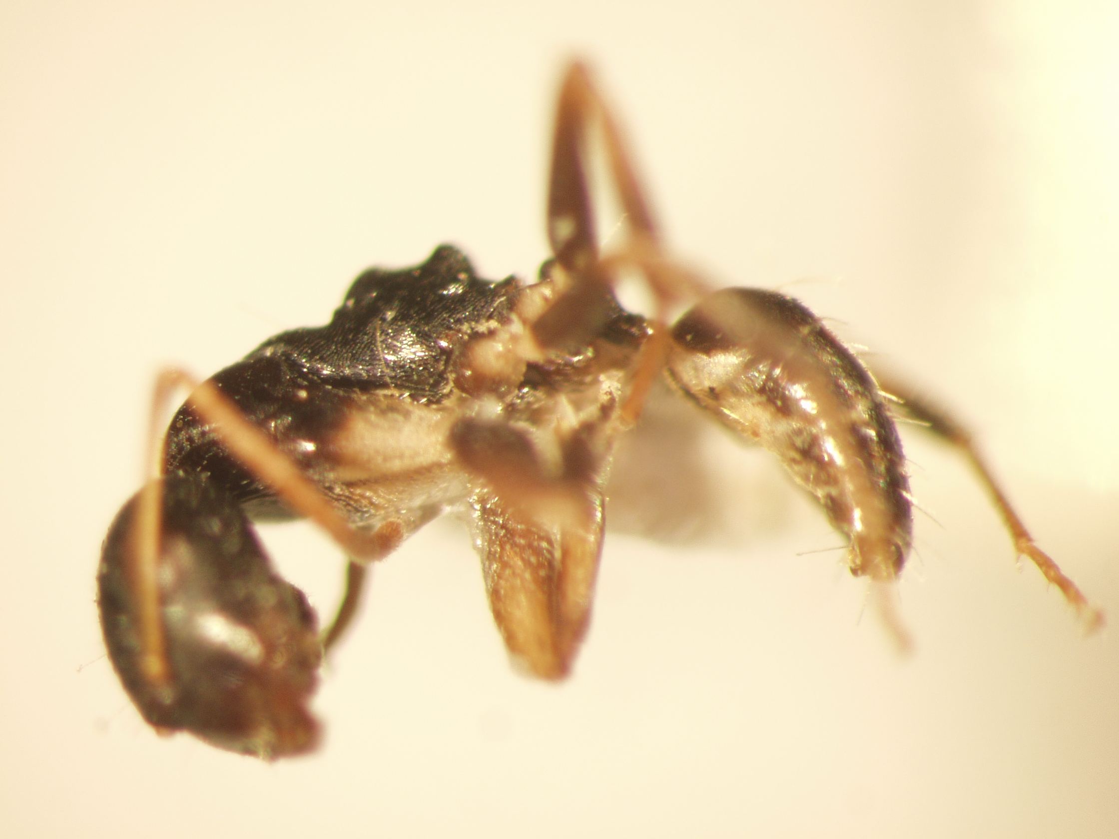 Camponotus 33 lateral