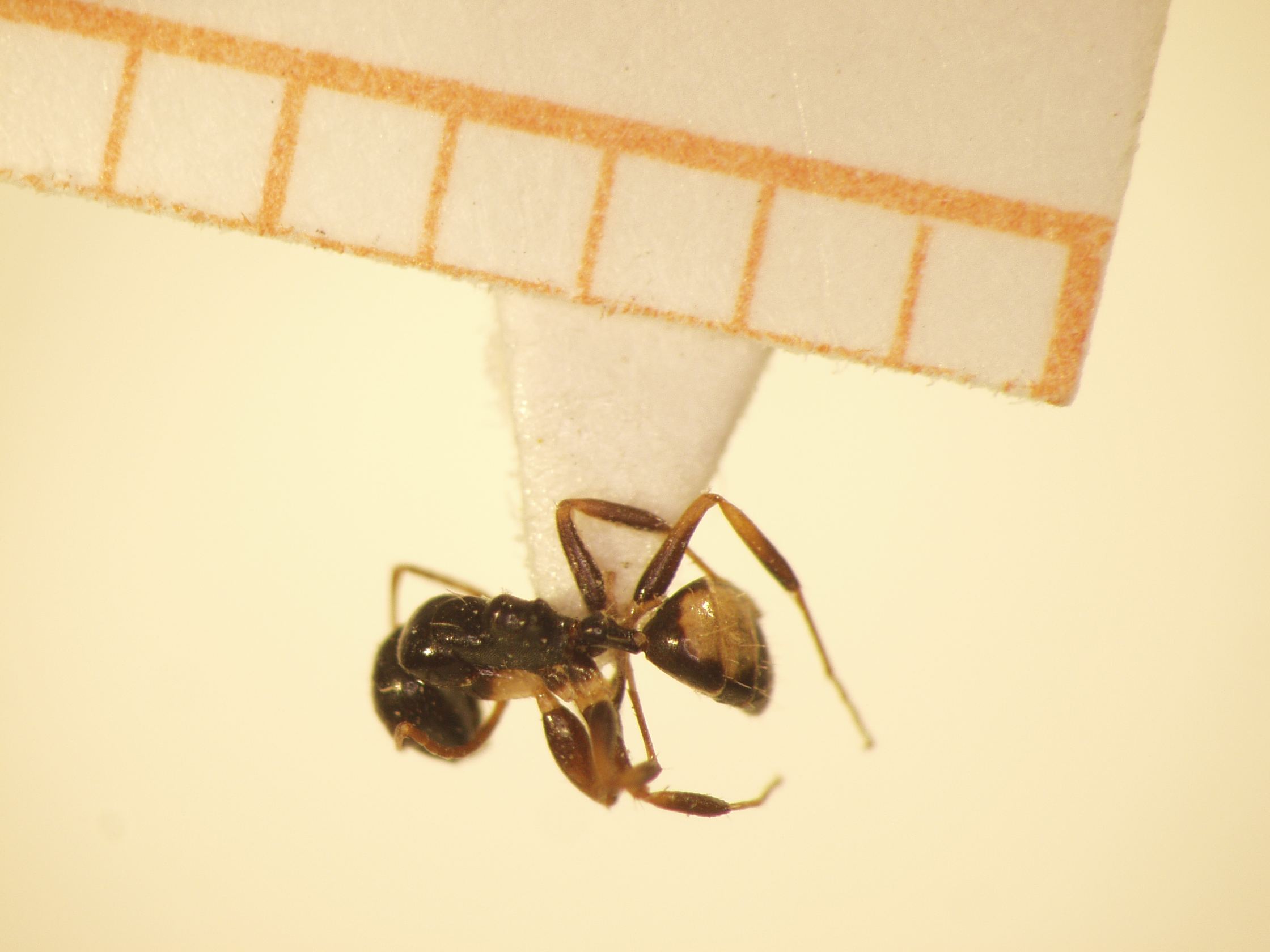 Camponotus 33 dorsal