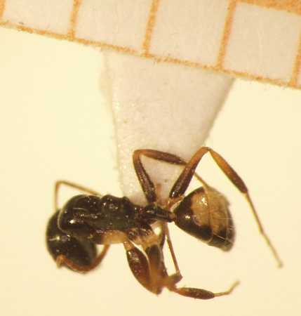 Camponotus 33 dorsal