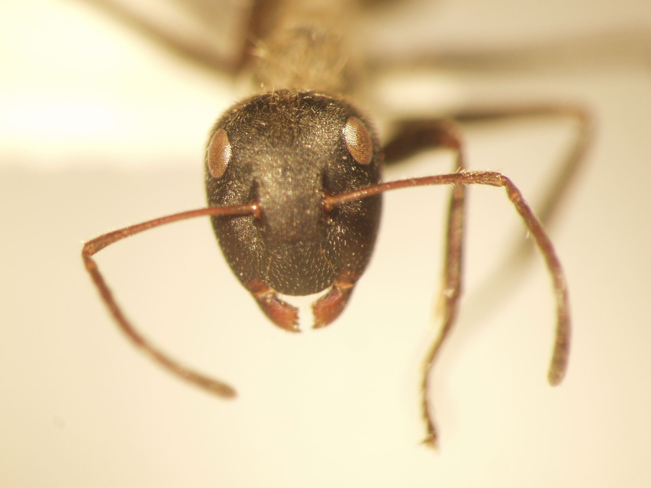 Camponotus 35 frontal