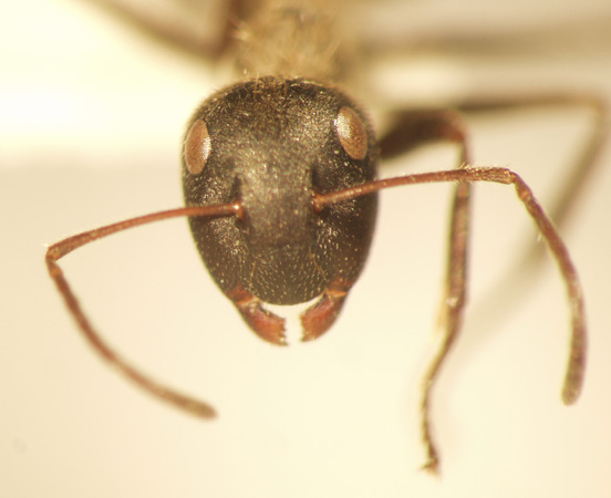 Camponotus 35 frontal