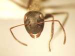 Camponotus 35 frontal