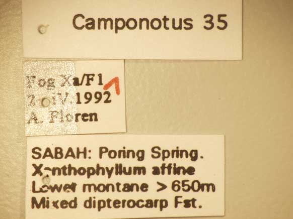 Camponotus 35 Label