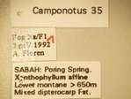 Camponotus 35 Label