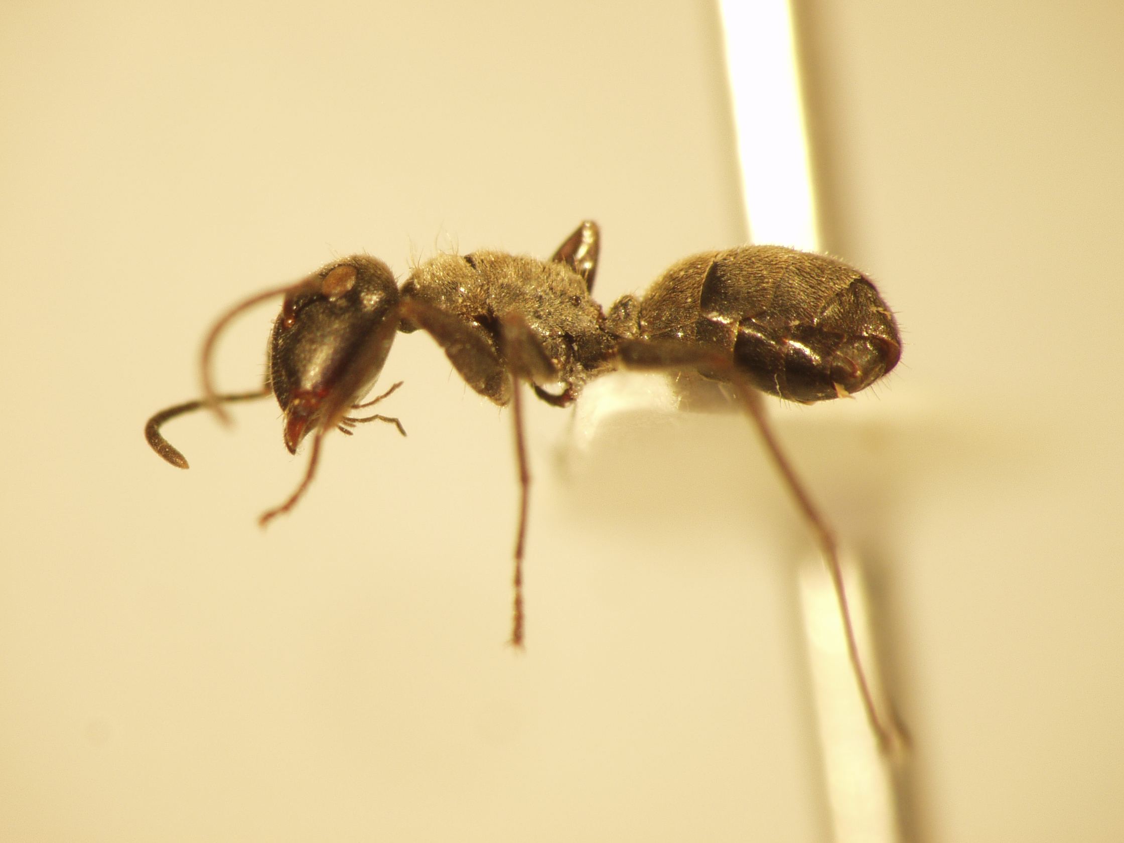 Camponotus 35 lateral