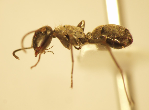 Camponotus 35 lateral