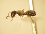 Camponotus 35 lateral