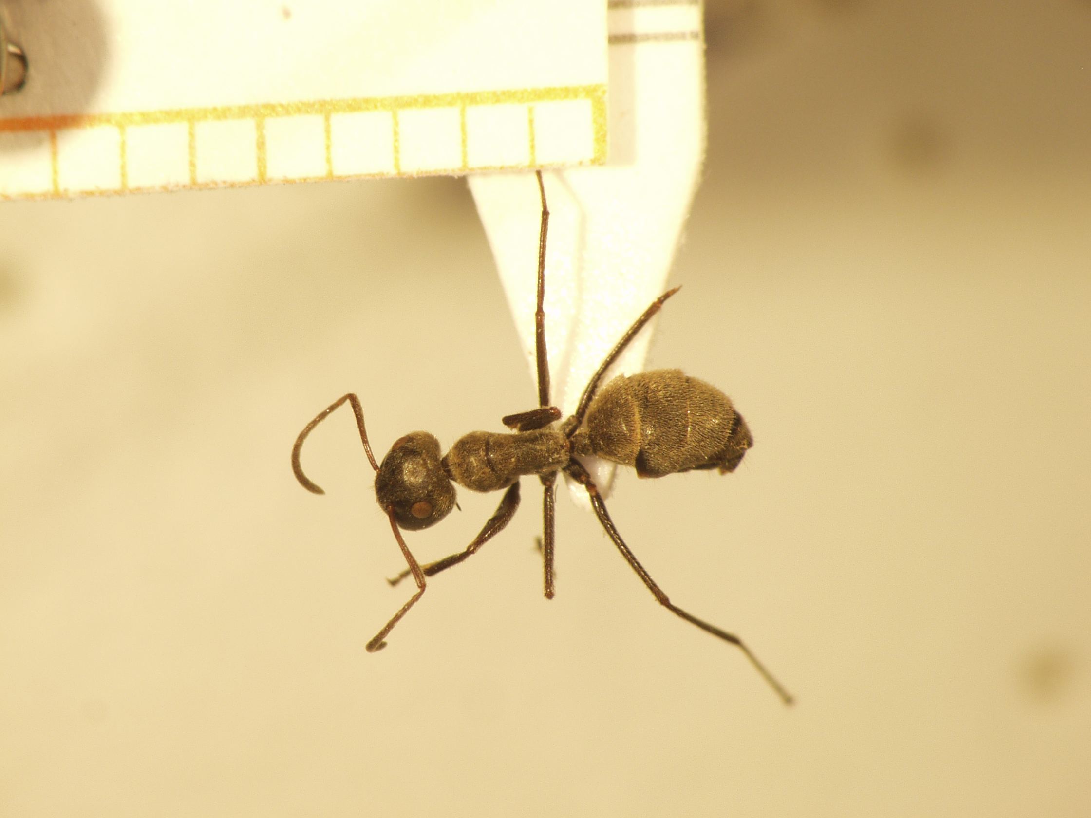 Camponotus 35 dorsal