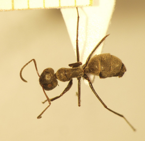 Camponotus 35 dorsal