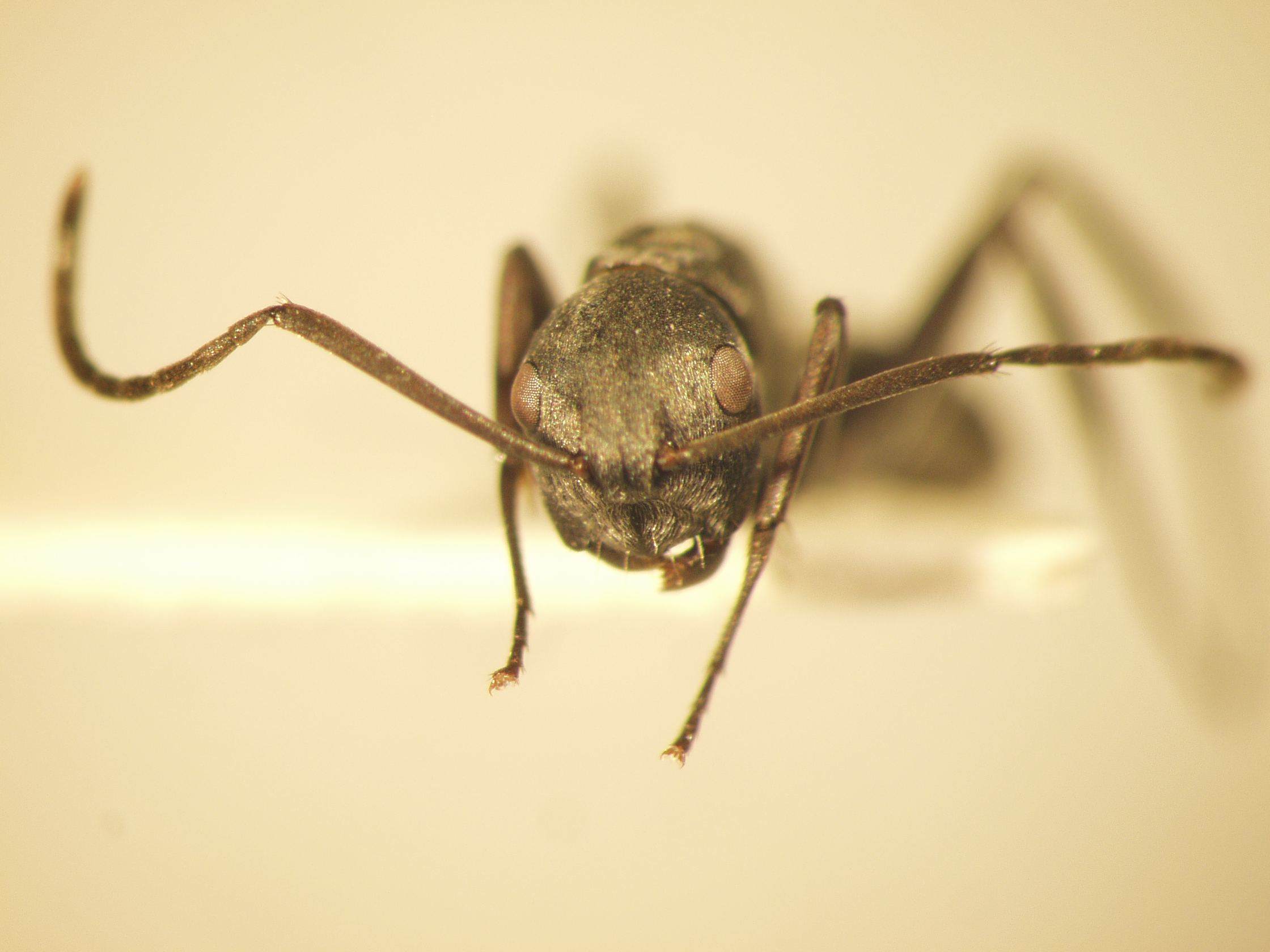 Camponotus 36 frontal