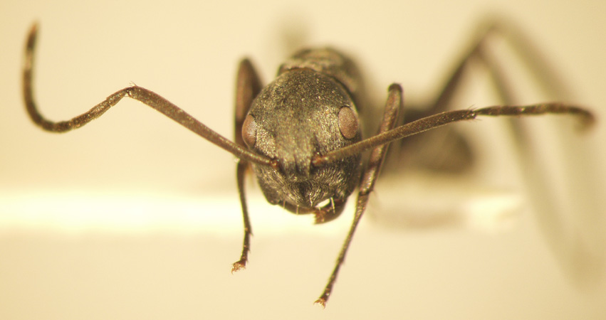 Camponotus 36 frontal