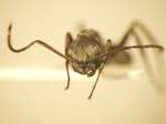 Camponotus 36 frontal