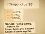 Camponotus 36 Label