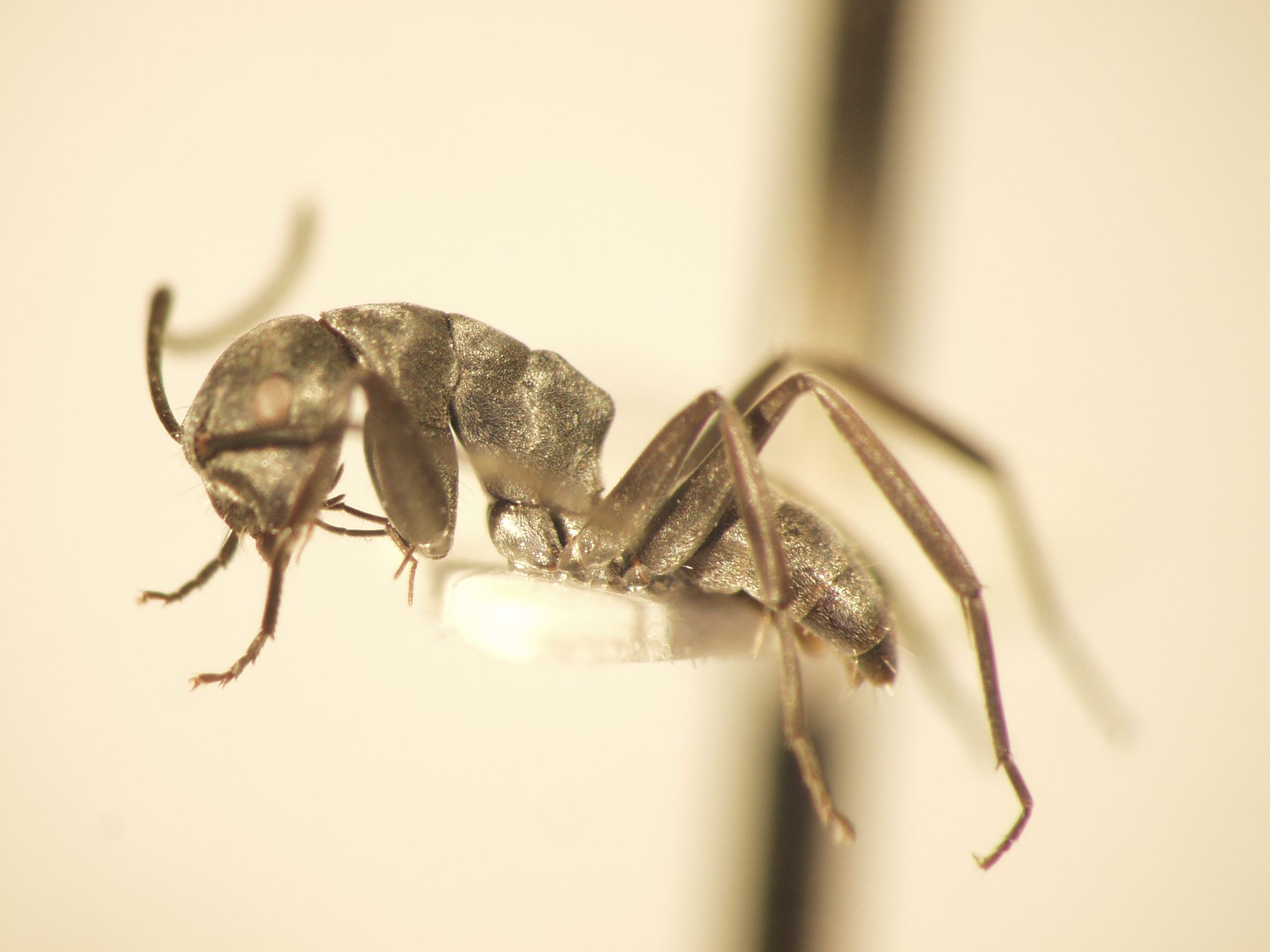 Camponotus 36 lateral