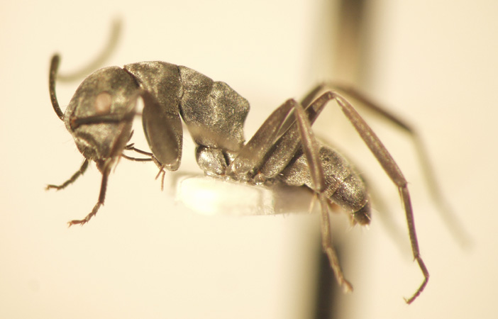 Camponotus 36 lateral