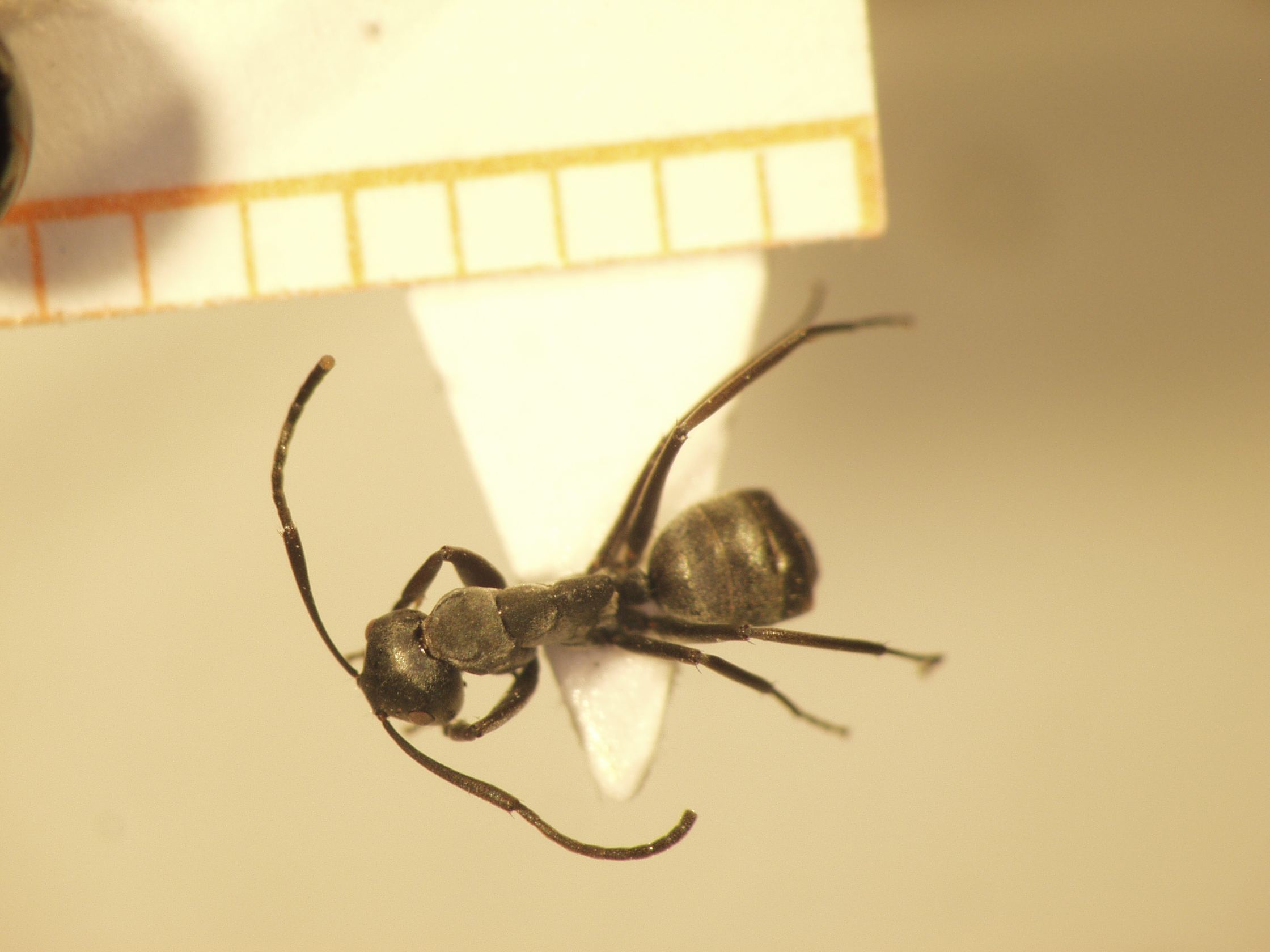 Camponotus 36 dorsal