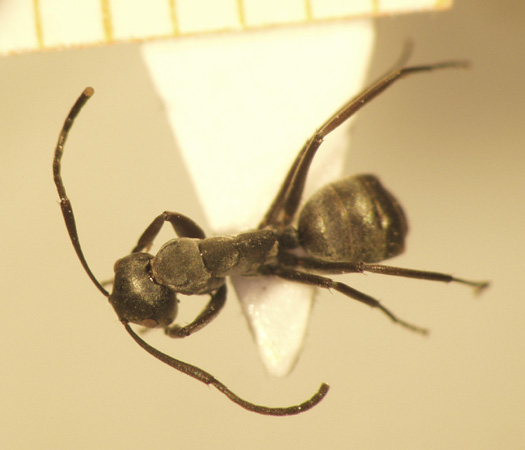 Camponotus 36 dorsal