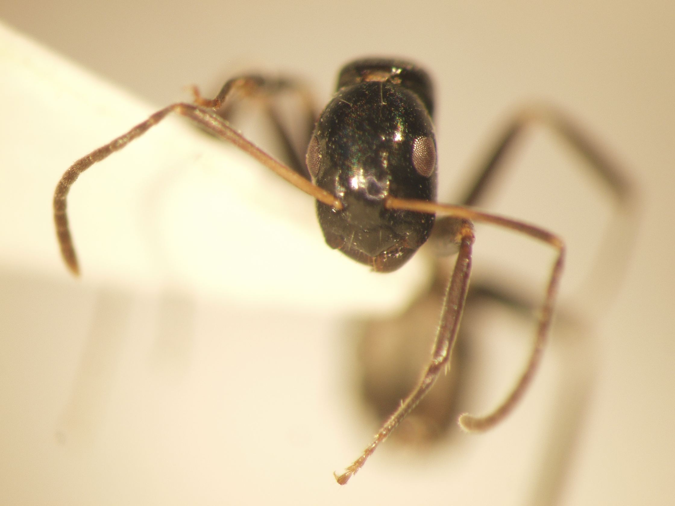 Camponotus 37 frontal