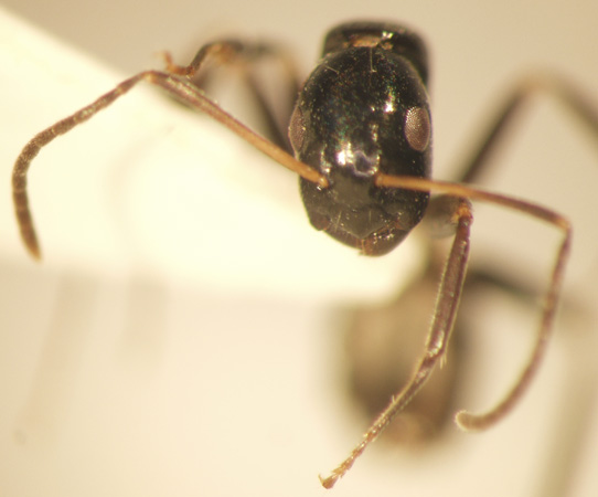 Camponotus 37 frontal