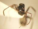 Camponotus 37 frontal